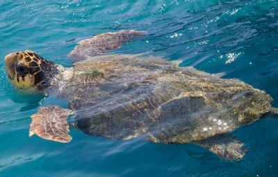 Loggerhead Turtles In Katelios Bay Greece image