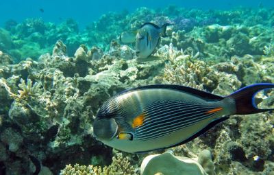 Reef Diving Makadi Bay