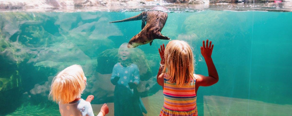 kids watching the sealion at the zoo