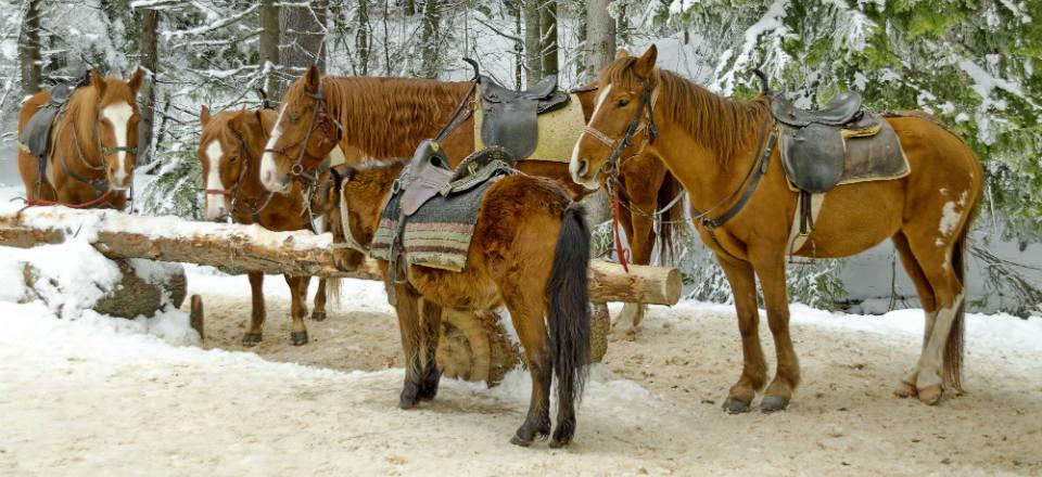Horse riding in Borovets image
