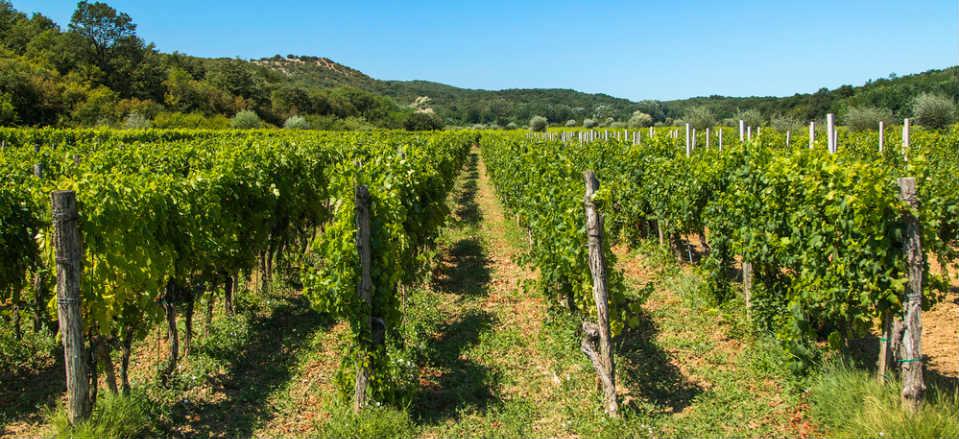 Stina Winery image