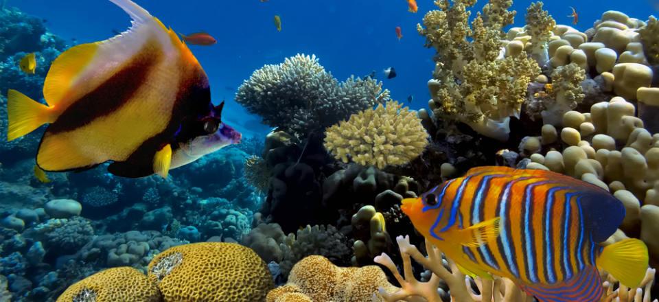 Snorkelling and diving in Marsa Alam image