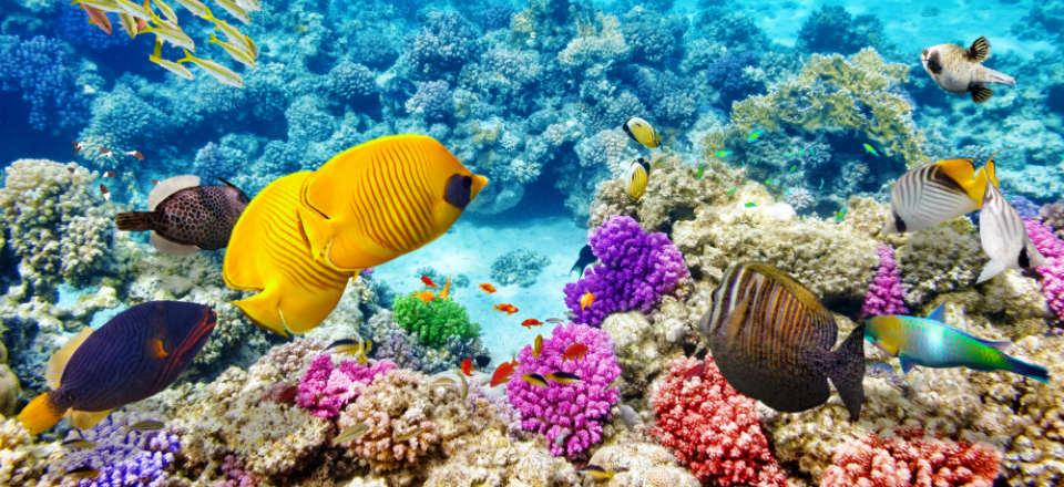 Learn to scuba dive in the Red Sea image