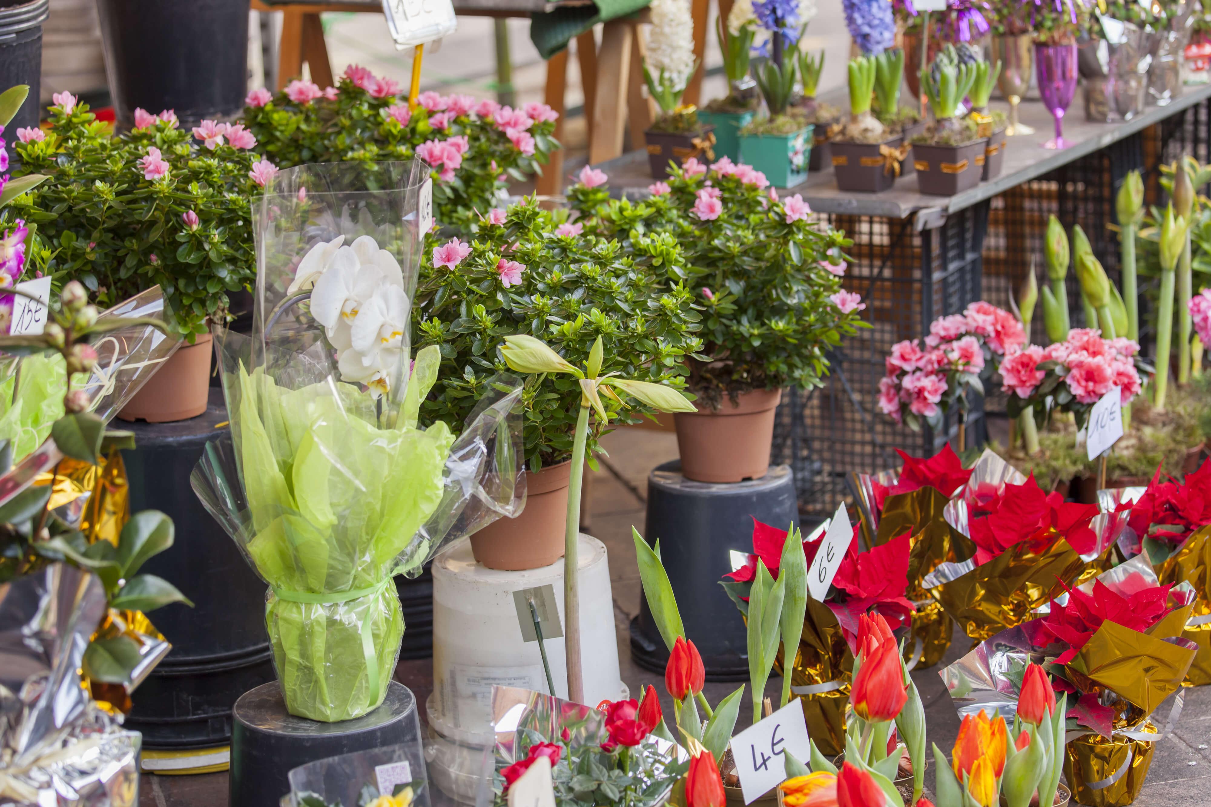 Cours Saleya Flower Market image