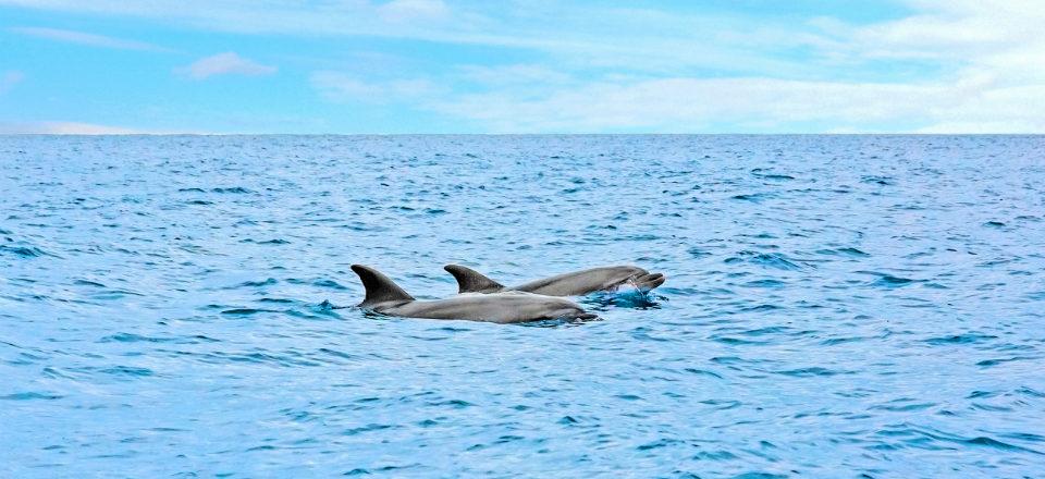 Dolphin Watching In Funchal Portugal image