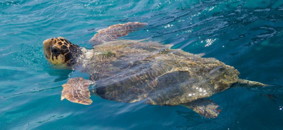 Loggerhead Turtles In Katelios Bay Greece image