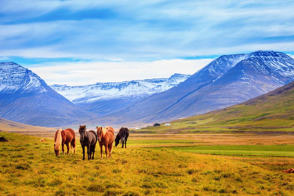 Icelandic Horse Riding Tour image