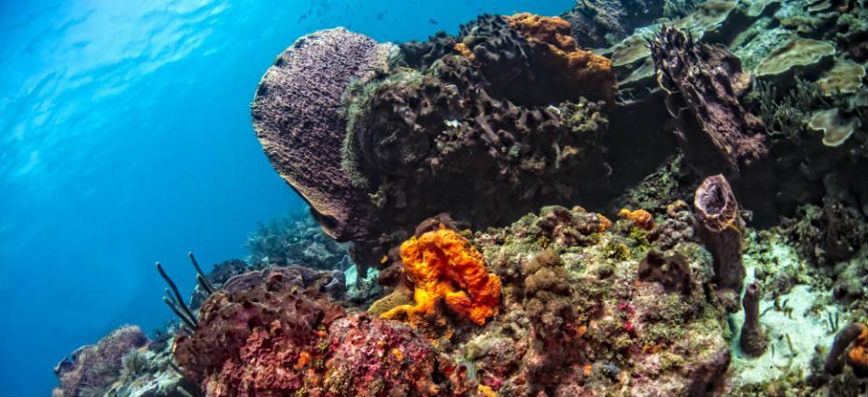 Buccoo Reef Tobago image
