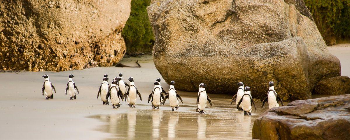 penguins on bolder beach