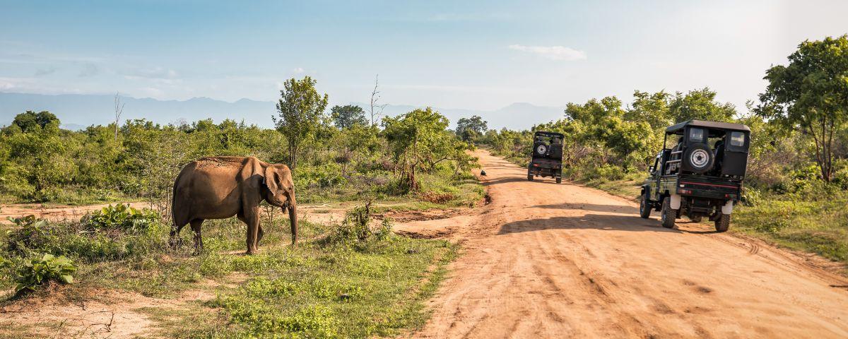 jeep safari in sri lanka with elephants
