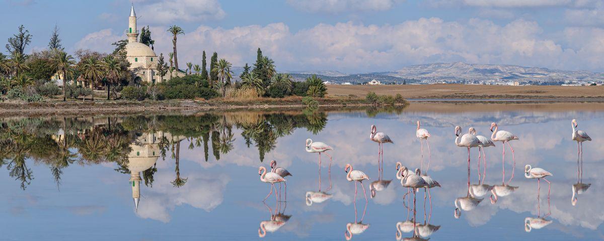 pink flamingos at Larnaca Lake, Cyprus