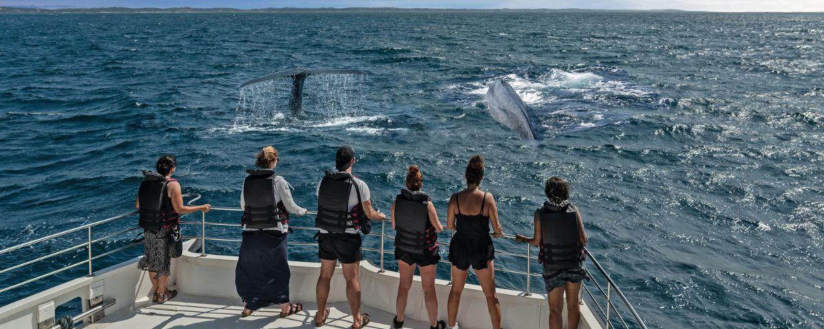 People whale-watching from a boat 