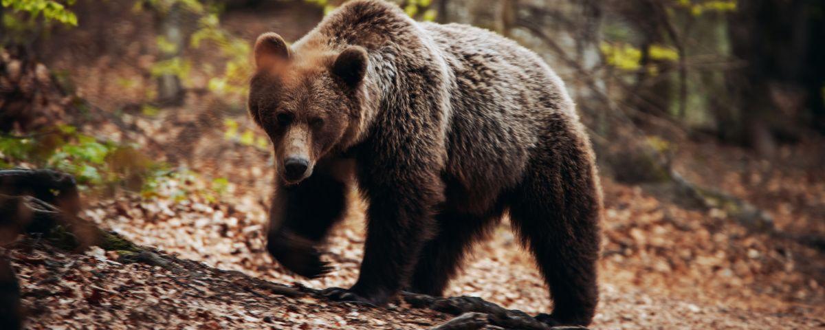 wild bear in romania forest