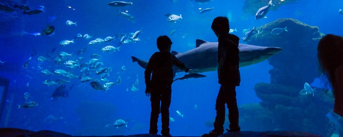 Two children silhouetted against a large blue tank at Majorca's Palma Aquarium. They're watching an array of fish swim by.