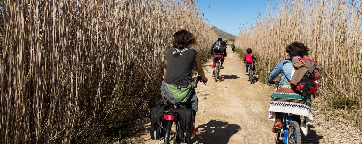 Back view of a family cycling along a trail in the S'Albufera wetlands near Alcudia, with tall reeds growing either side of the track and a mountain peak in the distance.