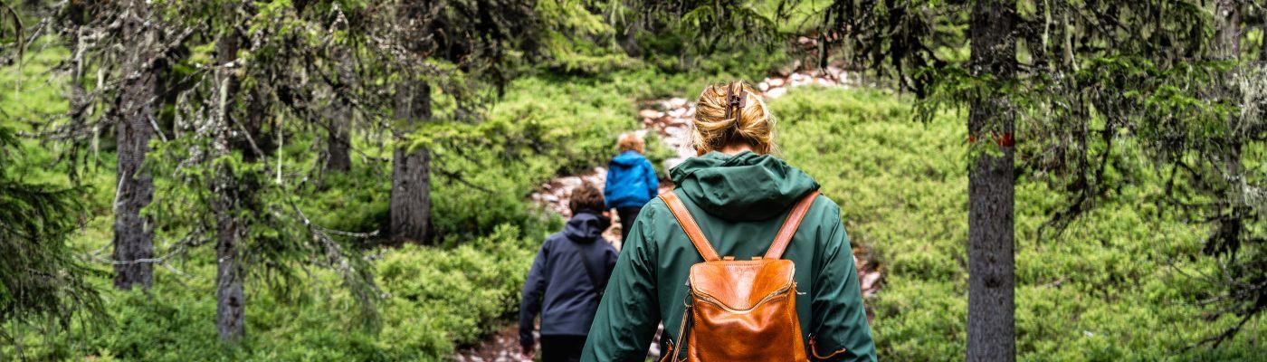 Family hike through green forest in Dalarna, Sweden