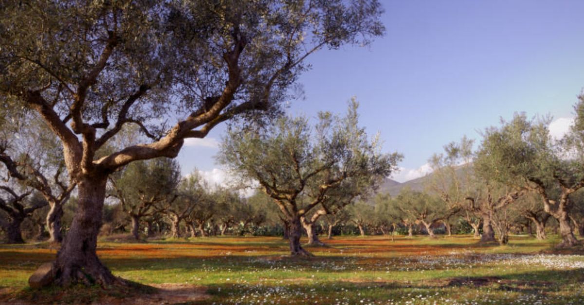 kalamata greece olive tour