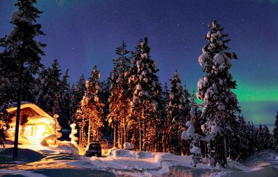Snowy trees in Lapland