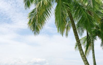 Palm tree on a dreamy Caribbean beach with blue sky