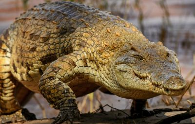 Kachikally Crocodile Pool Gambia image