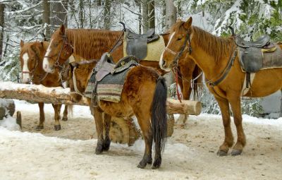 Horse riding in Borovets image