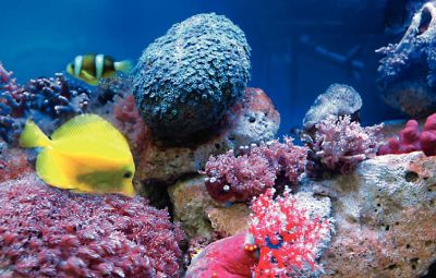 Check out Aquarium Costa Teguise image
