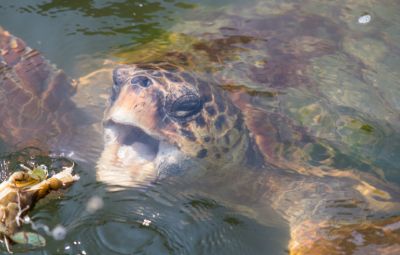 See The Turtles On Iztuzu Beach image