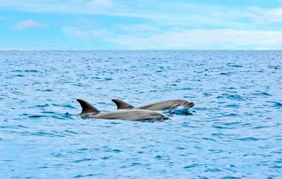 Dolphin Watching In Funchal Portugal image