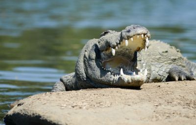 Crocodile spotting in Cumbarjua image
