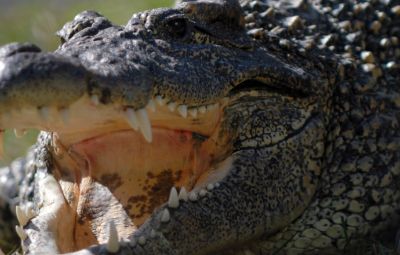 Gatorland In Florida image