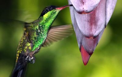 Visit Negril's hummingbird sanctuary image