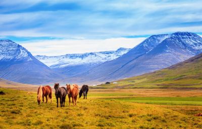 Icelandic Horse Riding Tour image