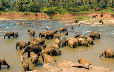 Sri Lanka National Park image