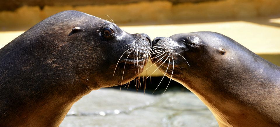 Oceanarium Explorer Spain image